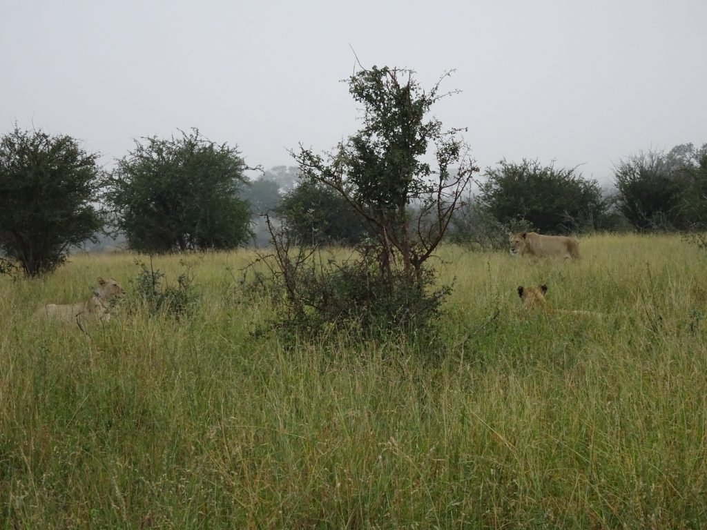 Lions at Satara
