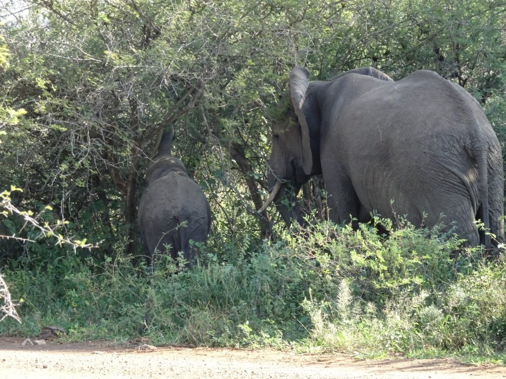 2 Elephants right by the road at KNP