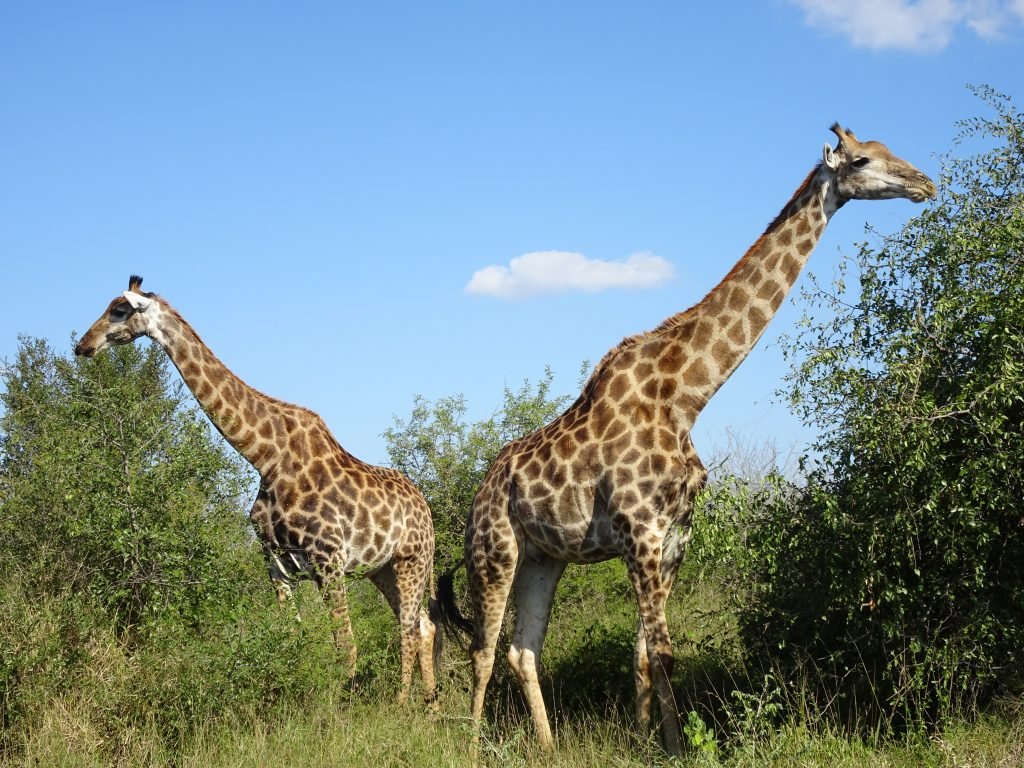 2 Giraffes right by the road at KNP