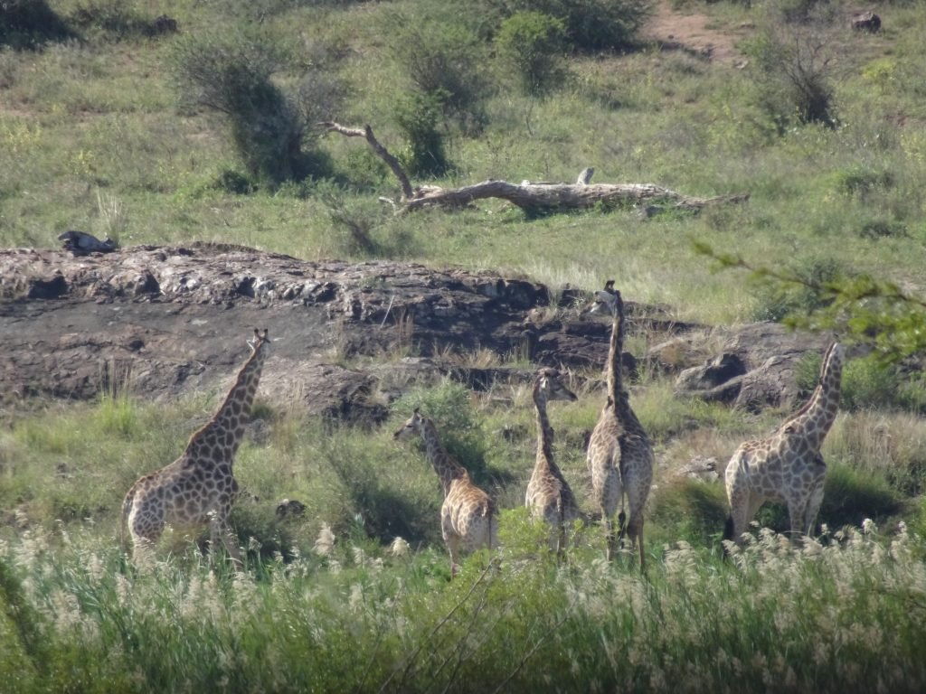 A Tower of Giraffes at KNP