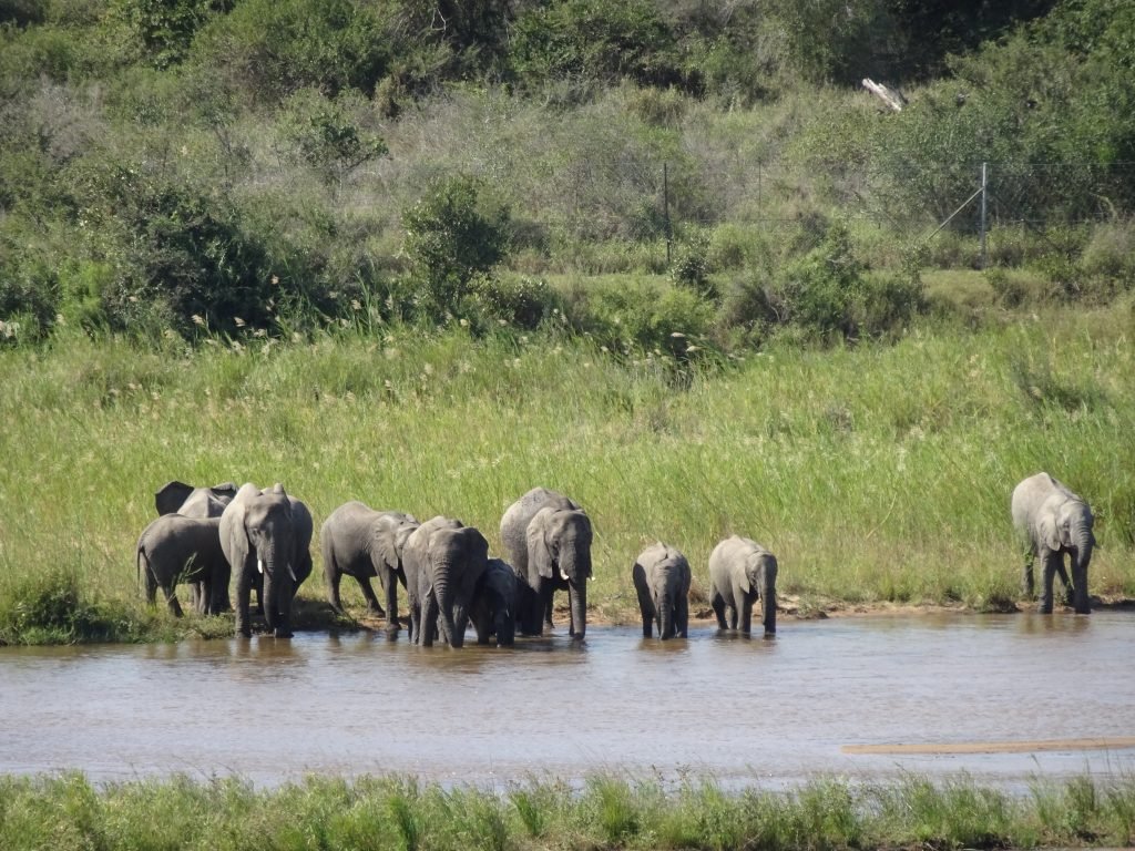A herd of 10 Elephants at KNP
