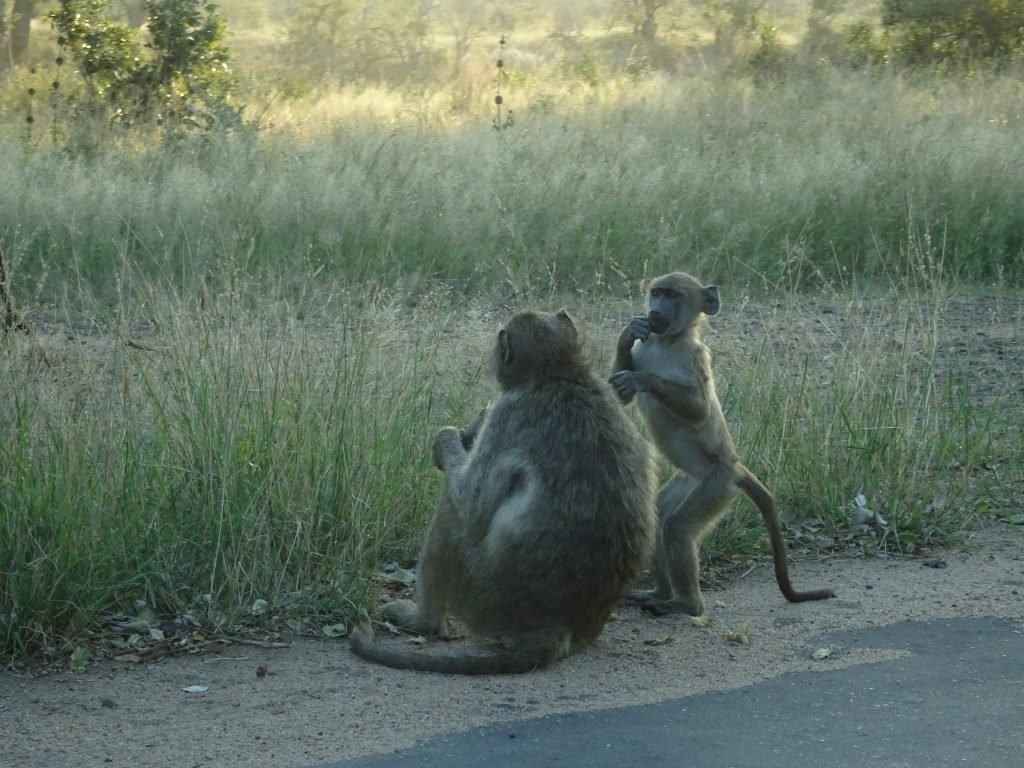 Baboons blocking traffic