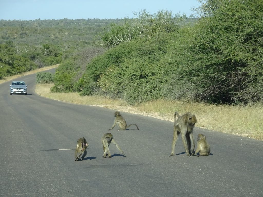 Baboons causing a traffic jam