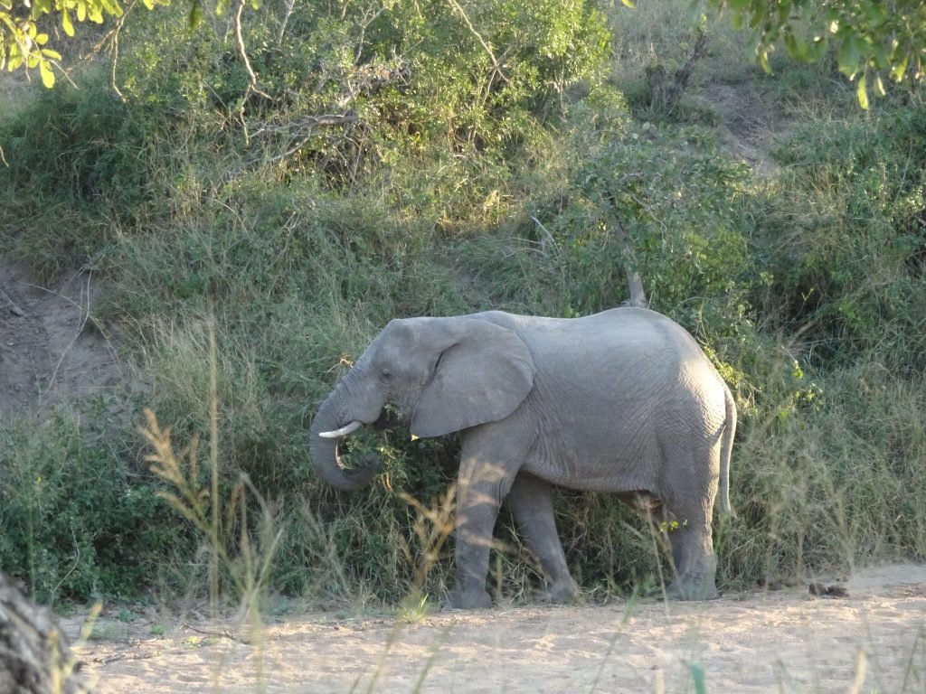 Baby Elephant at KNP