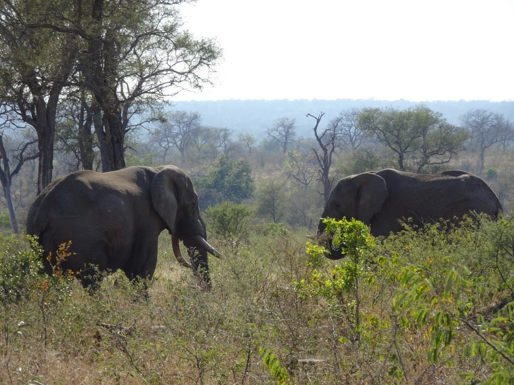 Elephants at KNP