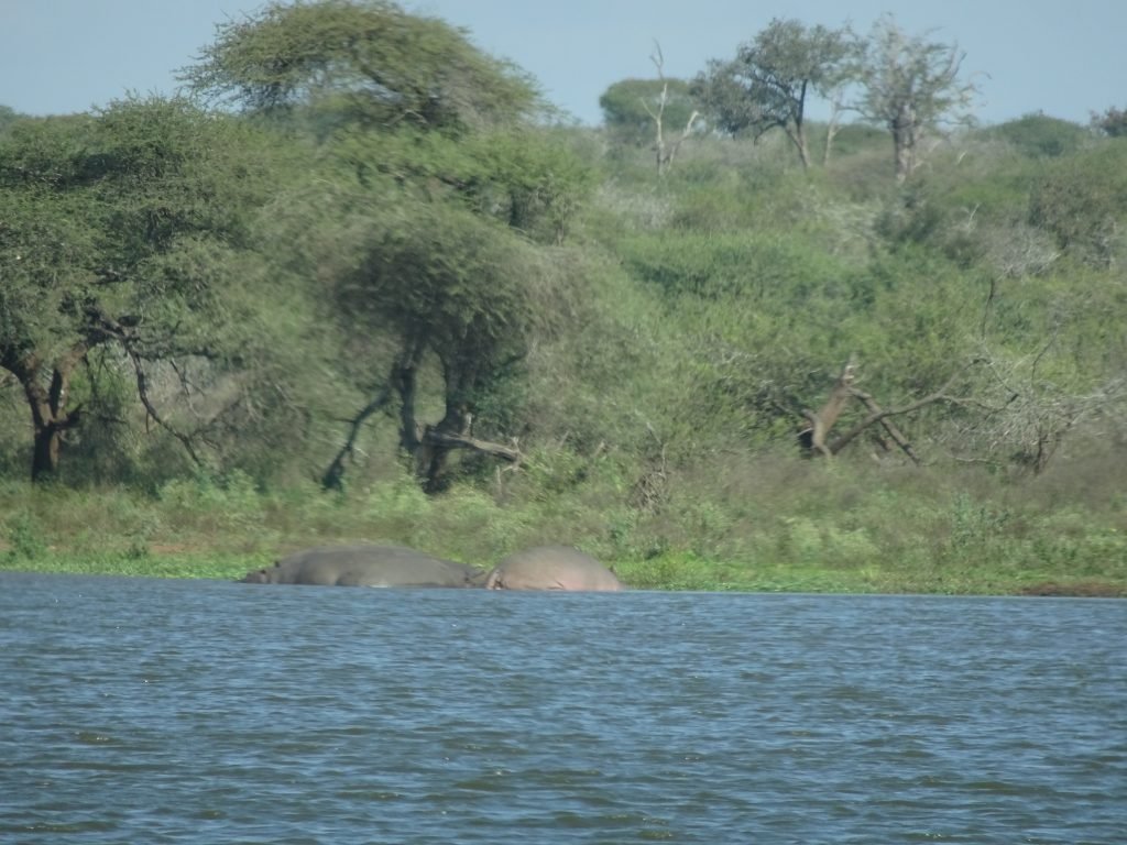 Hippos at waterhole