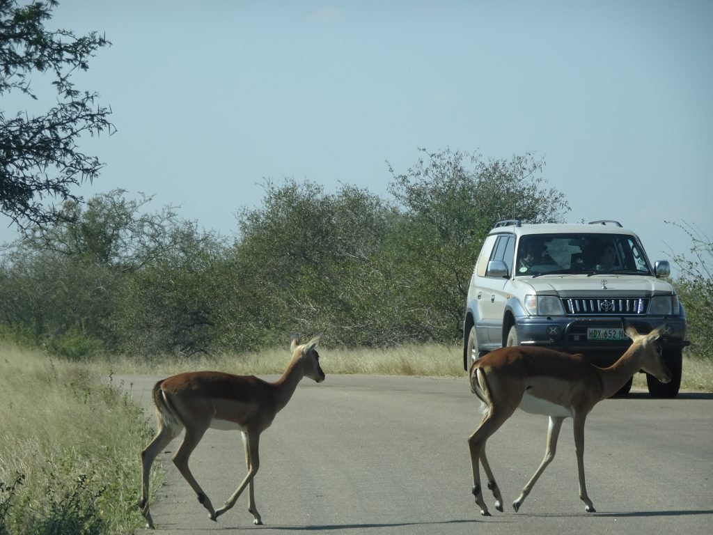 Impalas crossing the road at KNP
