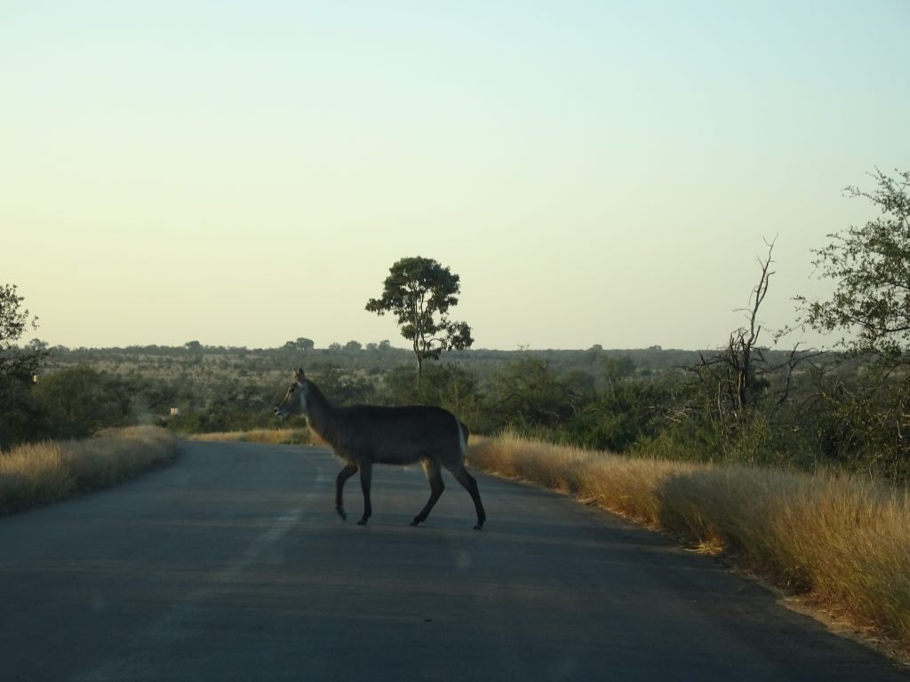 Kudu crossing the road at KNP
