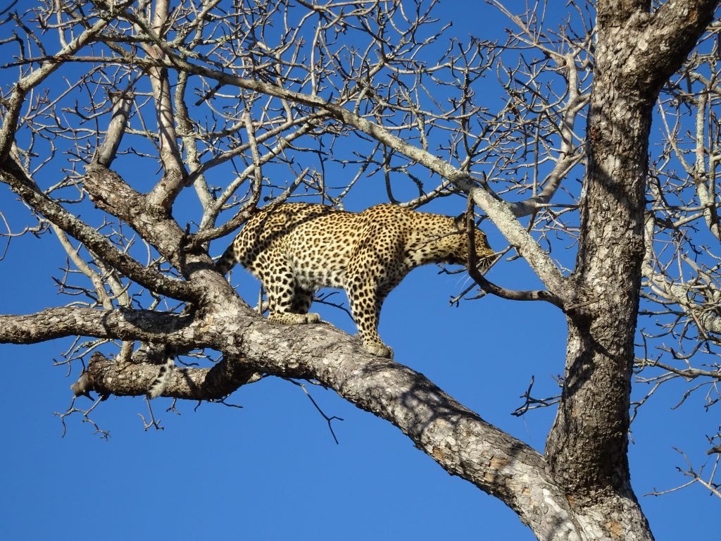 Leopard standing on a tree
