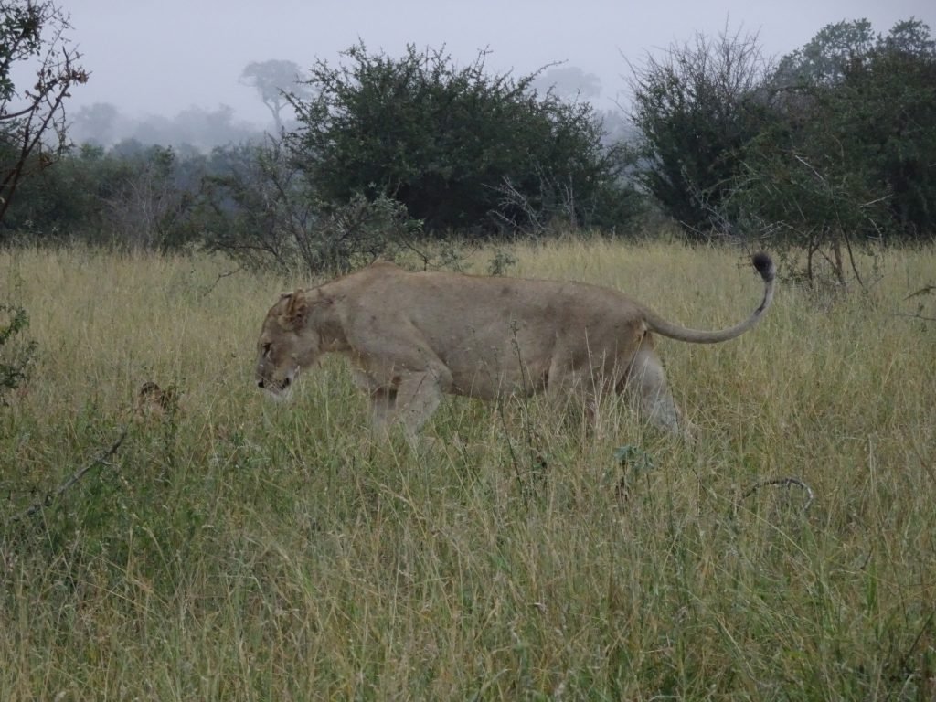 Majestic Lion at Satara