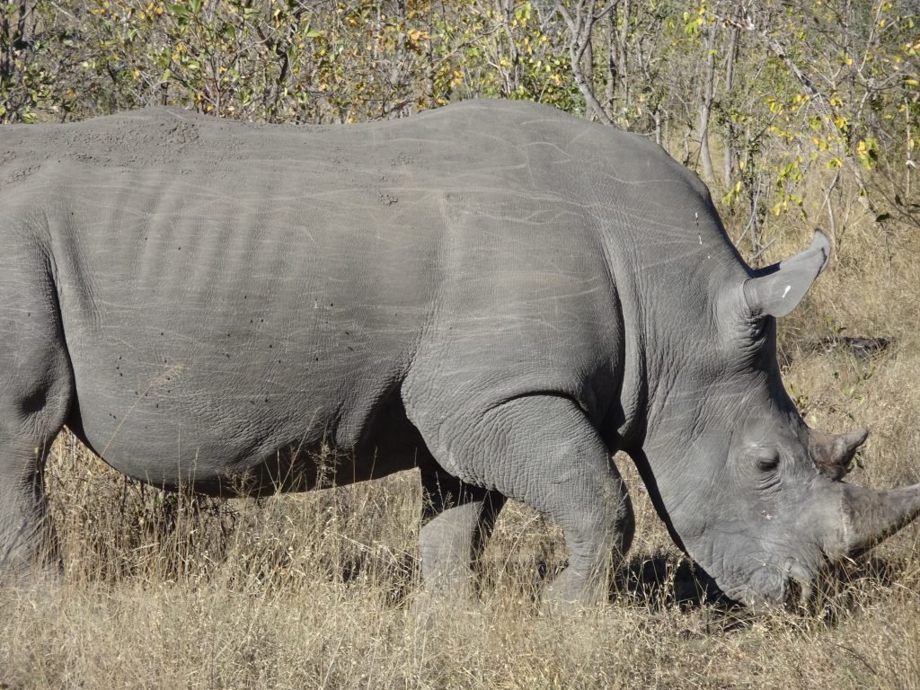 Male Rhino at EP