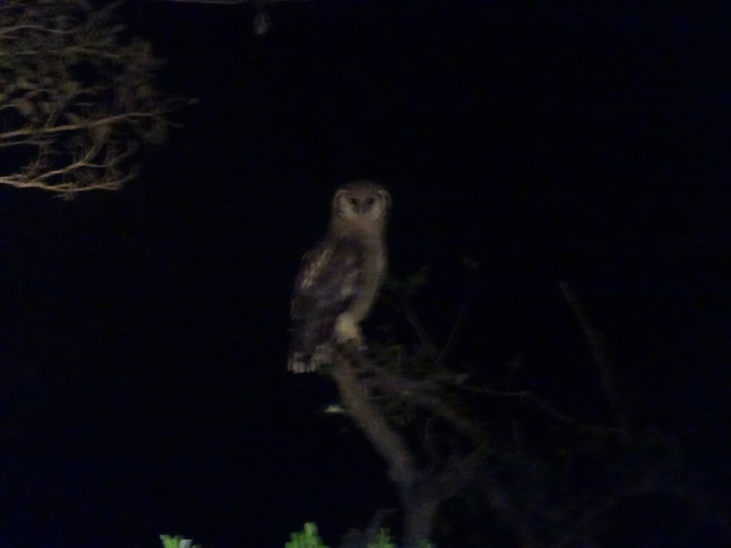 Owl at Satara