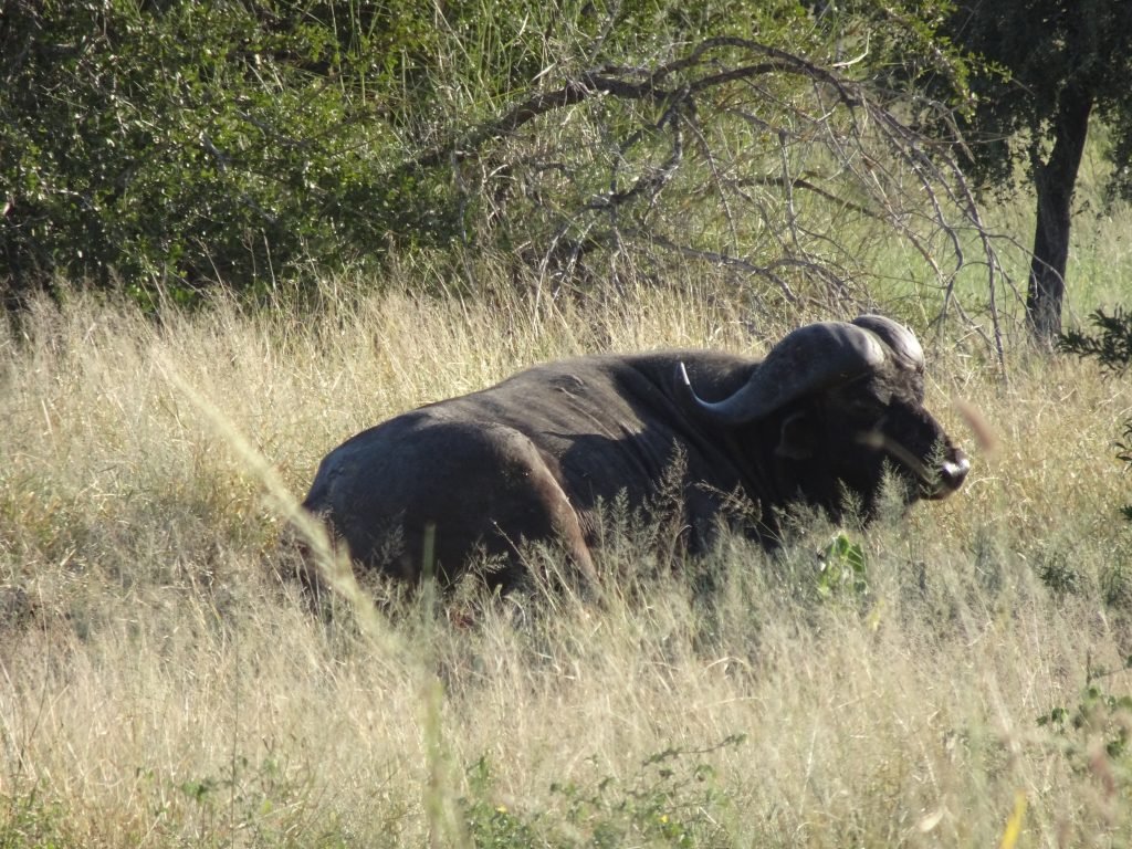 Wild buffalo lazing around