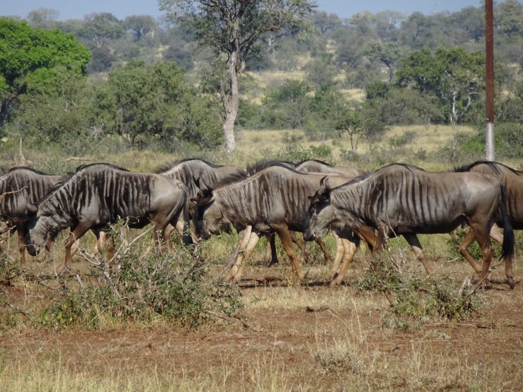 Wildebeest everywhere near Satara