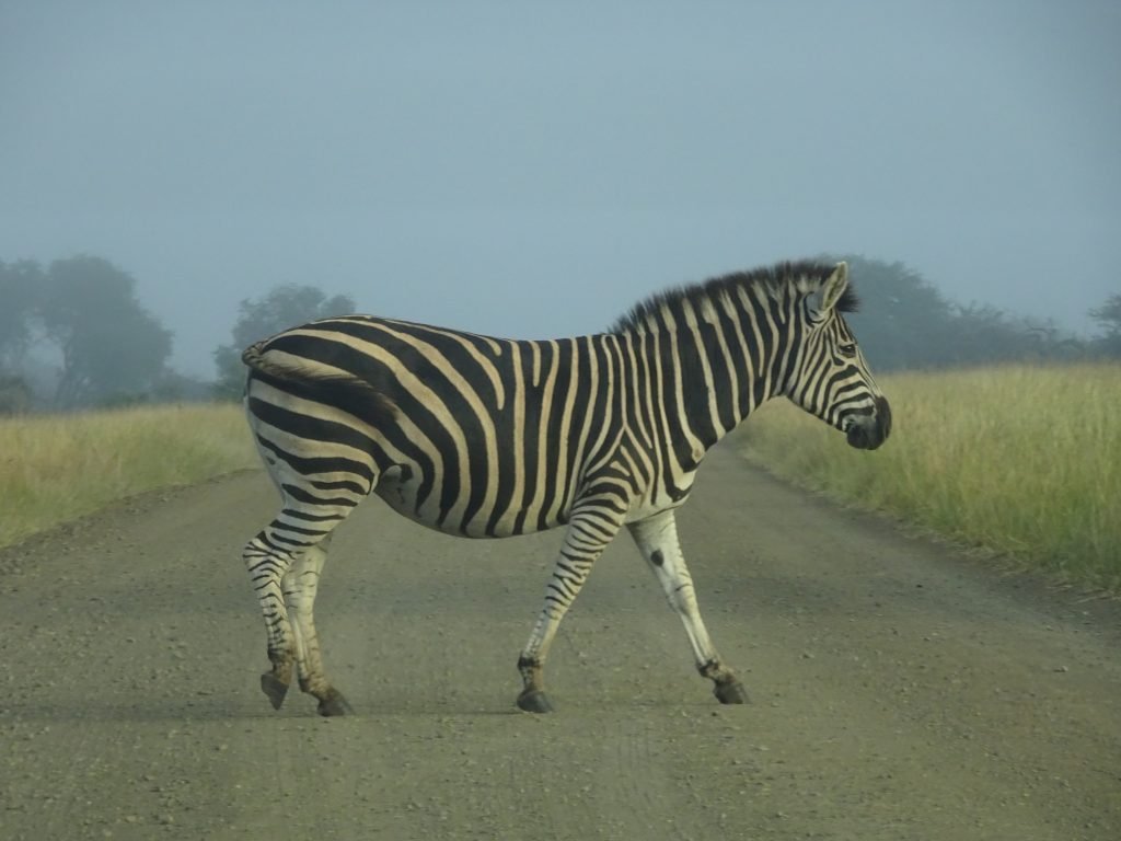 Zebra crossing the road near Satara
