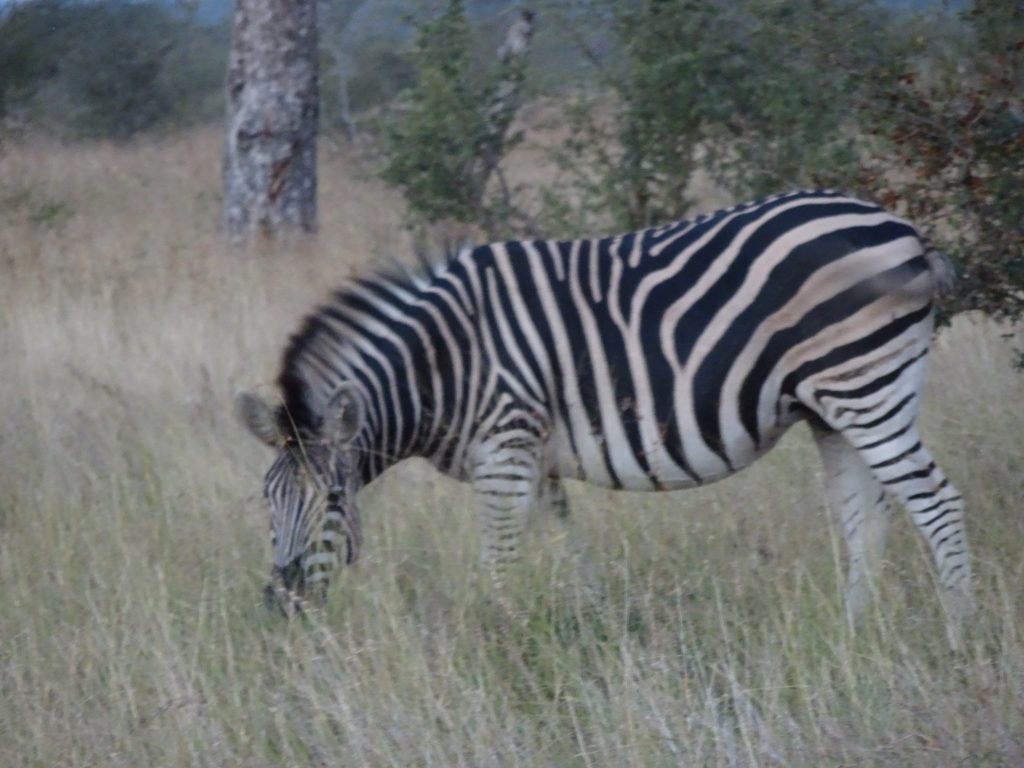 Zebra near Satara