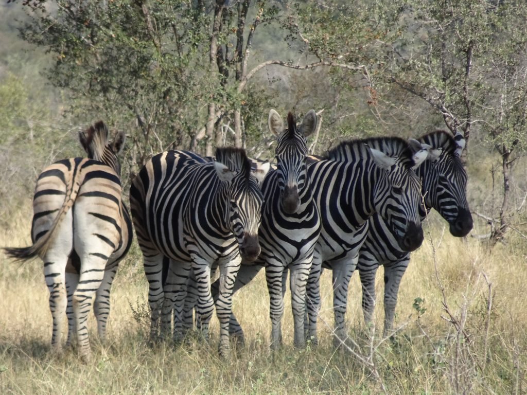 Zebras everywhere near Satara