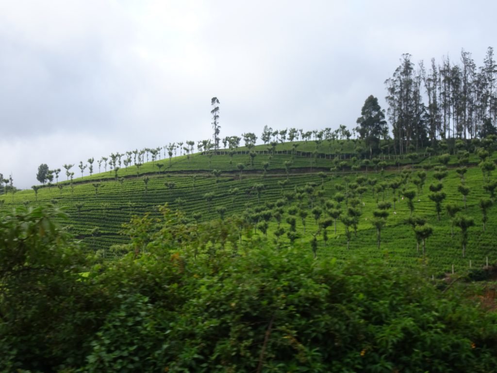 Tea Estates from Toy Train in Ooty