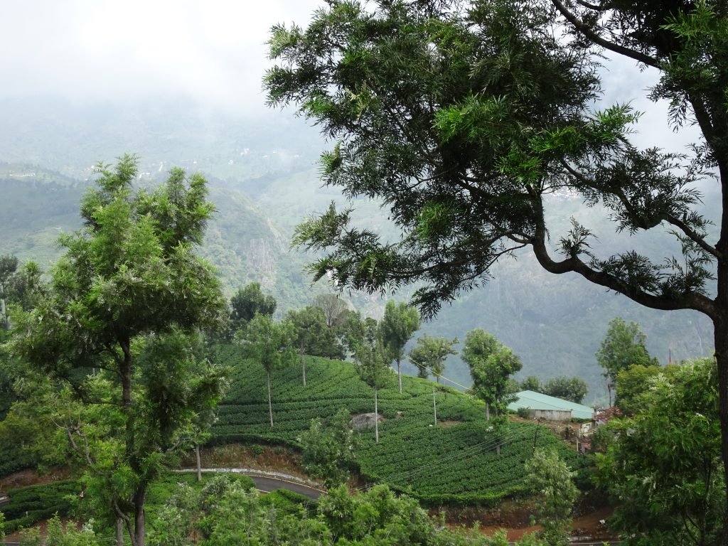 Tea Estates in Coonoor