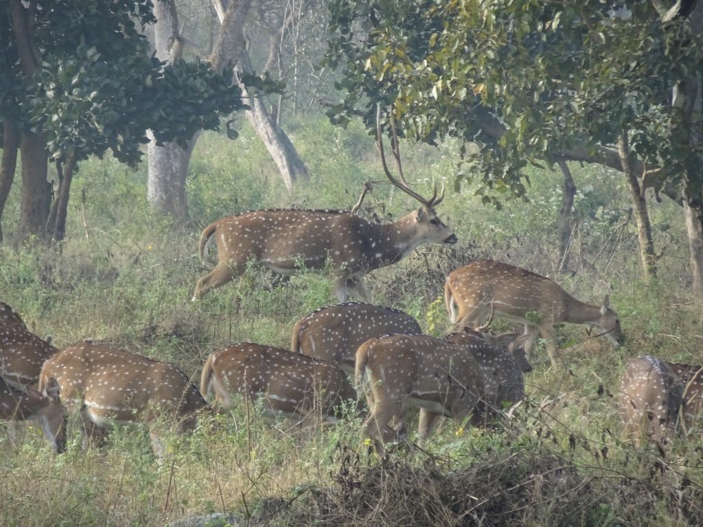 A Herd of Deer at Bandipur