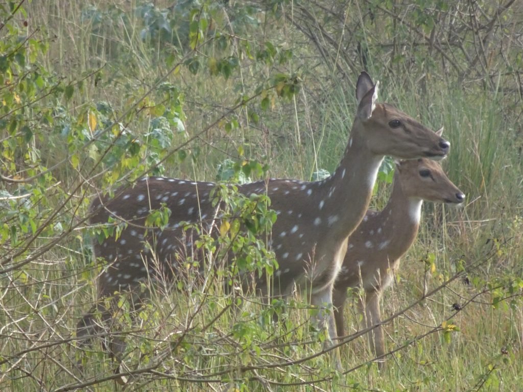 Deers at Bandipur National Park