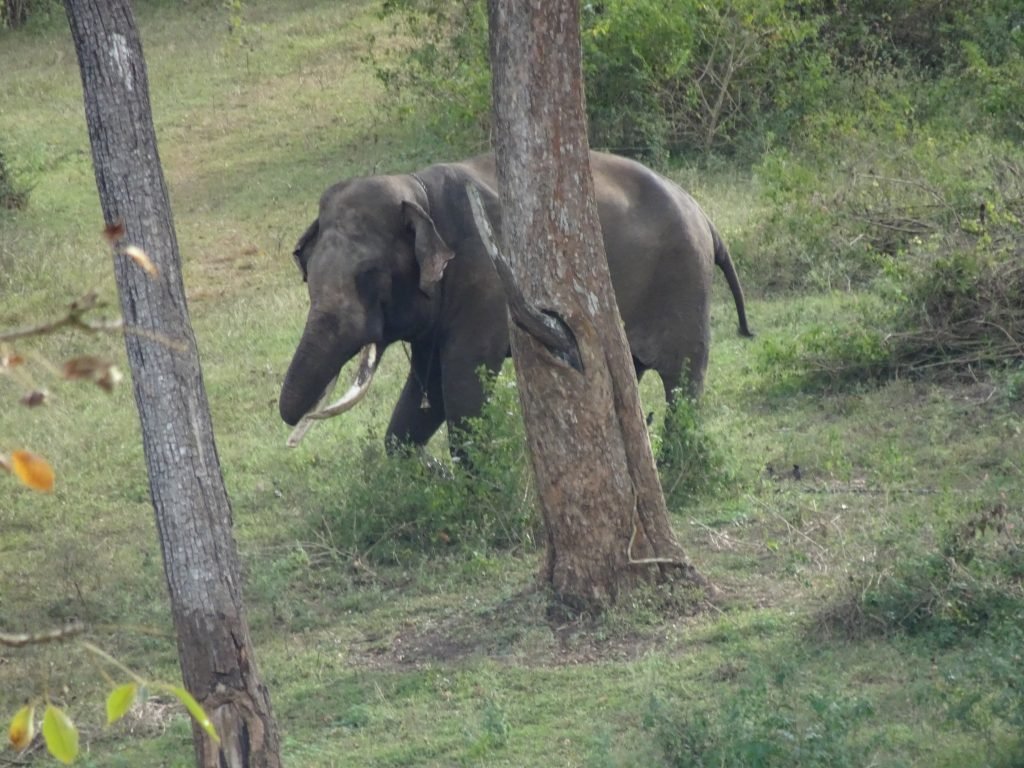Elephants at Mudumalai
