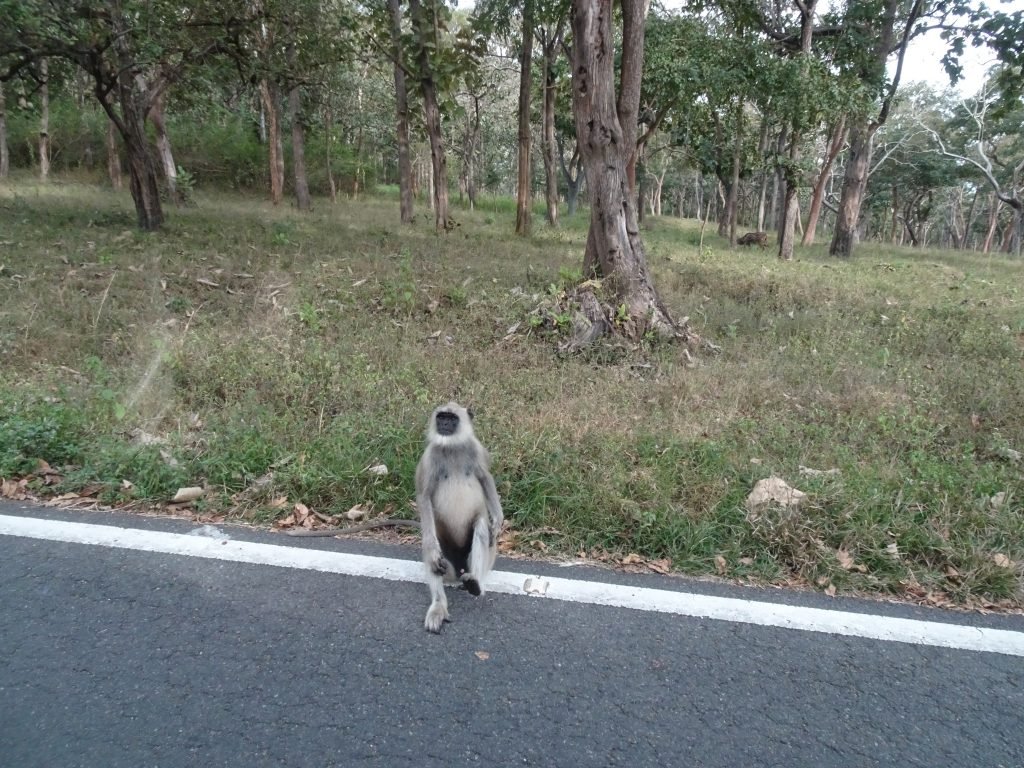 Monkeys on the road to Bandipur