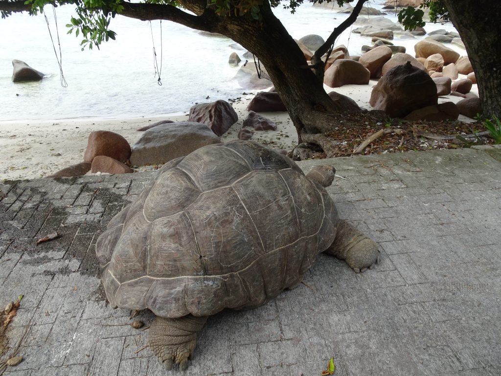 Tortoise at La Digue beach