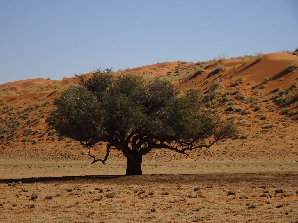 Elim dune in Namibia