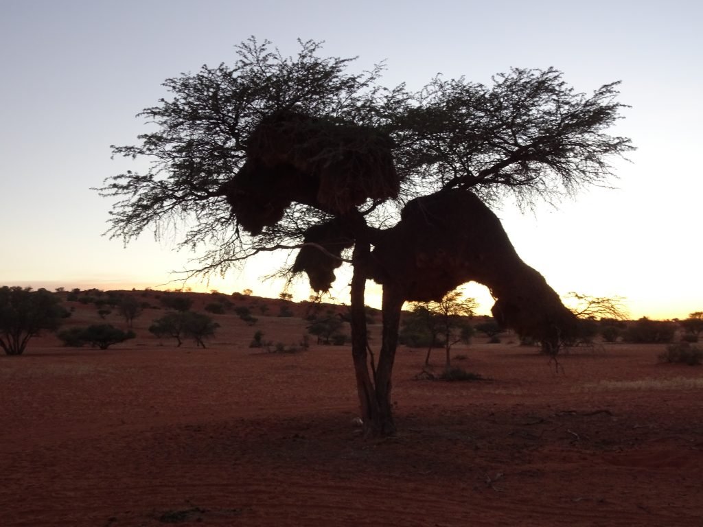 Kalahari Landscape at dawn
