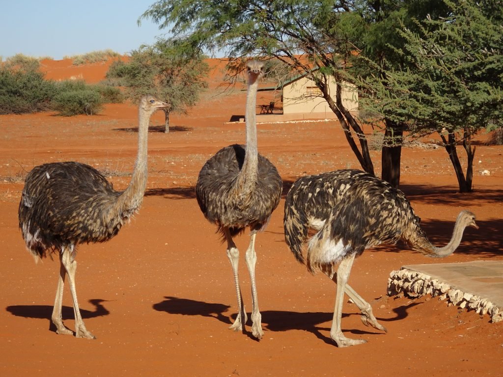 Ostrich at Bagatelle
