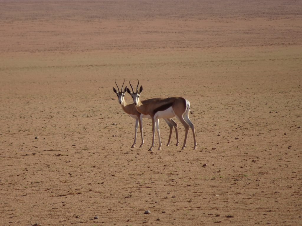 Steinbok in Namibia
