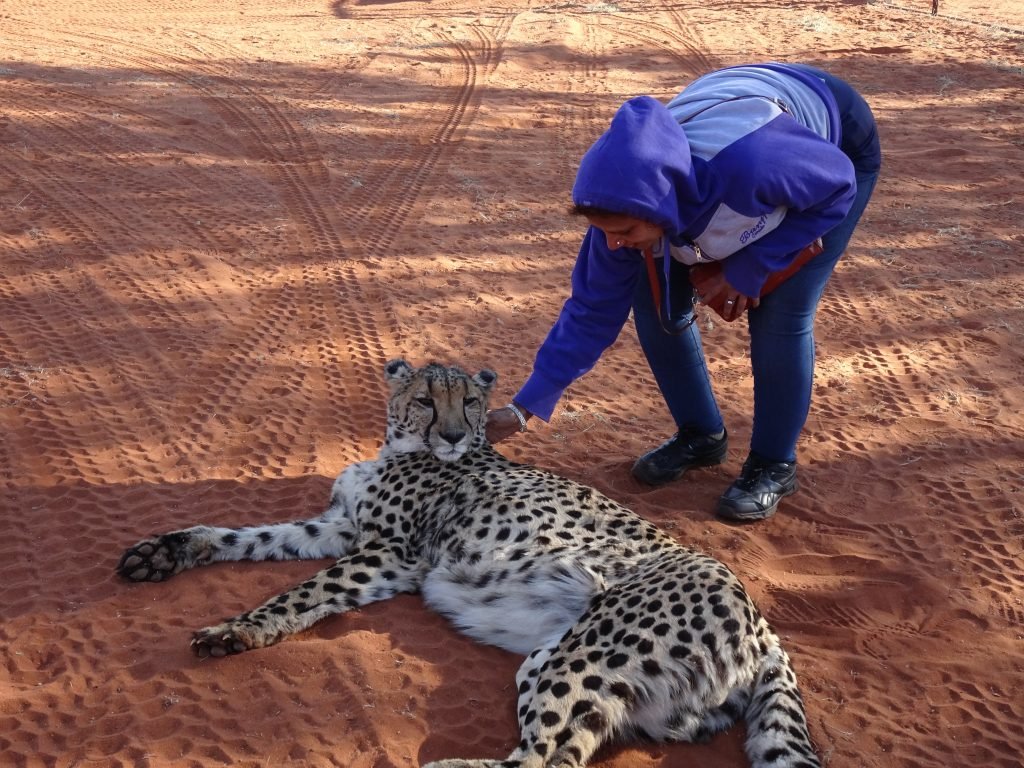 Stroking a Cheetah in Kalahari