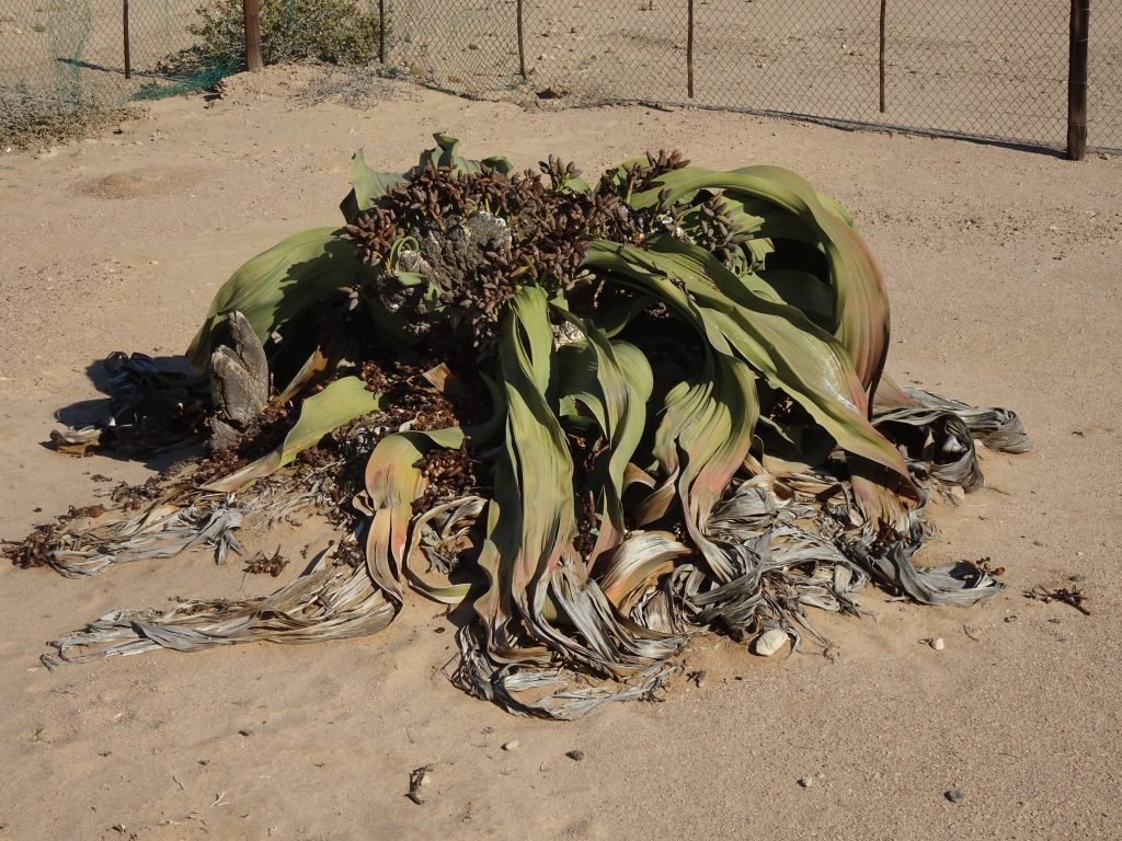 1500 year old Welwitschia plant