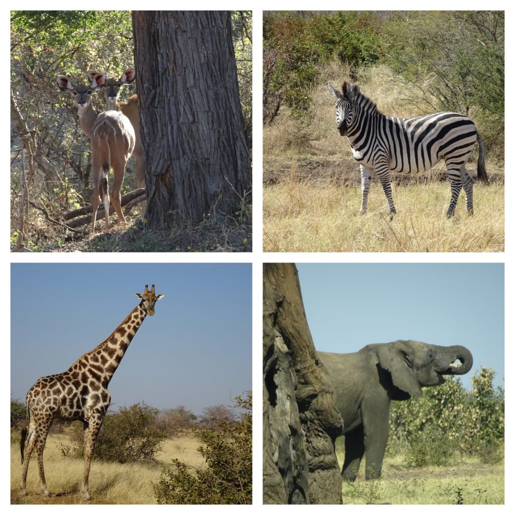 Animals in Mahango