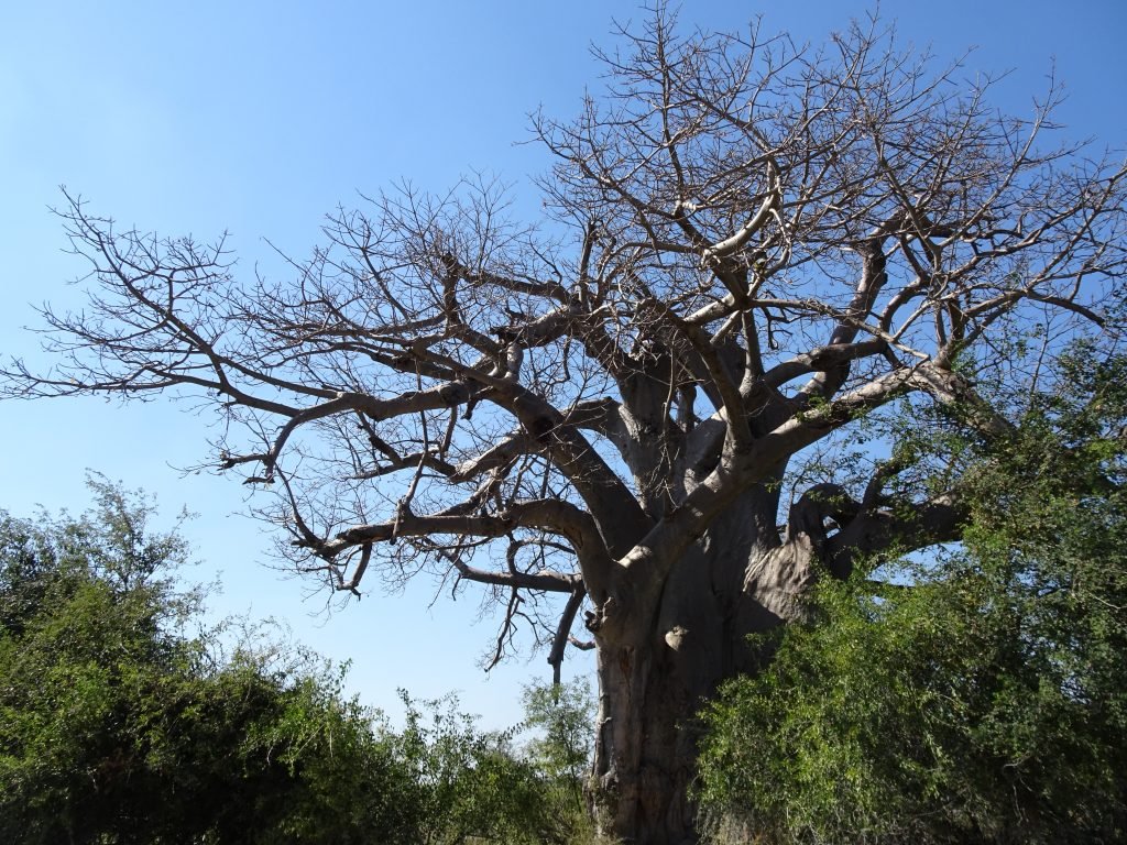 Baobab tree in Mahango - 2 weeks in Namibia