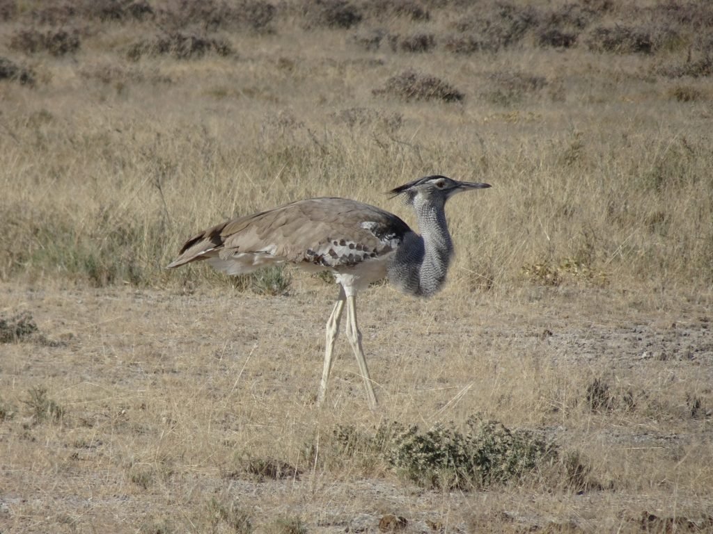 Bird in Etosha National Park