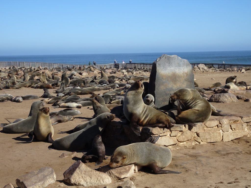Cape Cross Seal reserve in Namibia