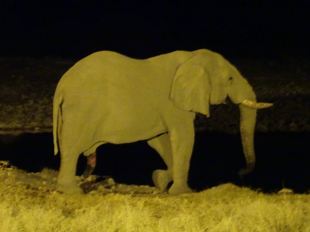 Elephant at Okaukuejo
