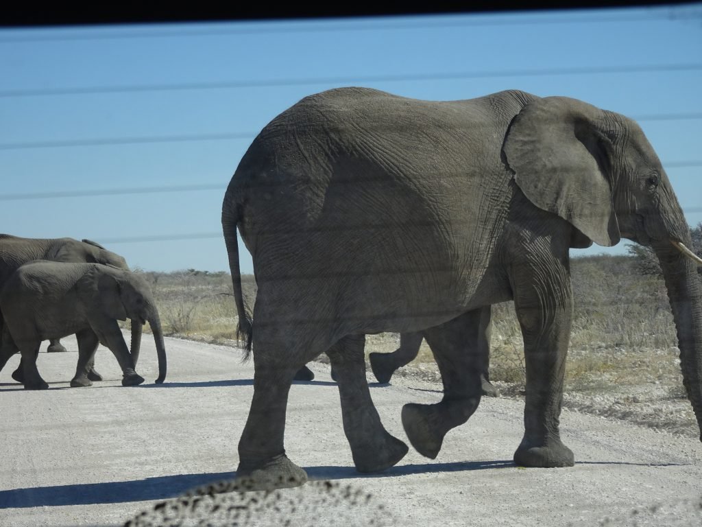 Elephants crossing the road behind our car in Etosha