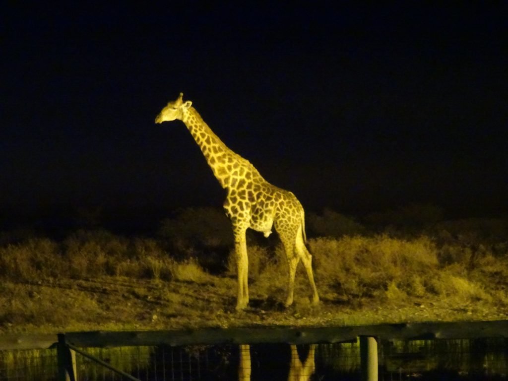 Giraffe at Onguma - 2 weeks in Namibia