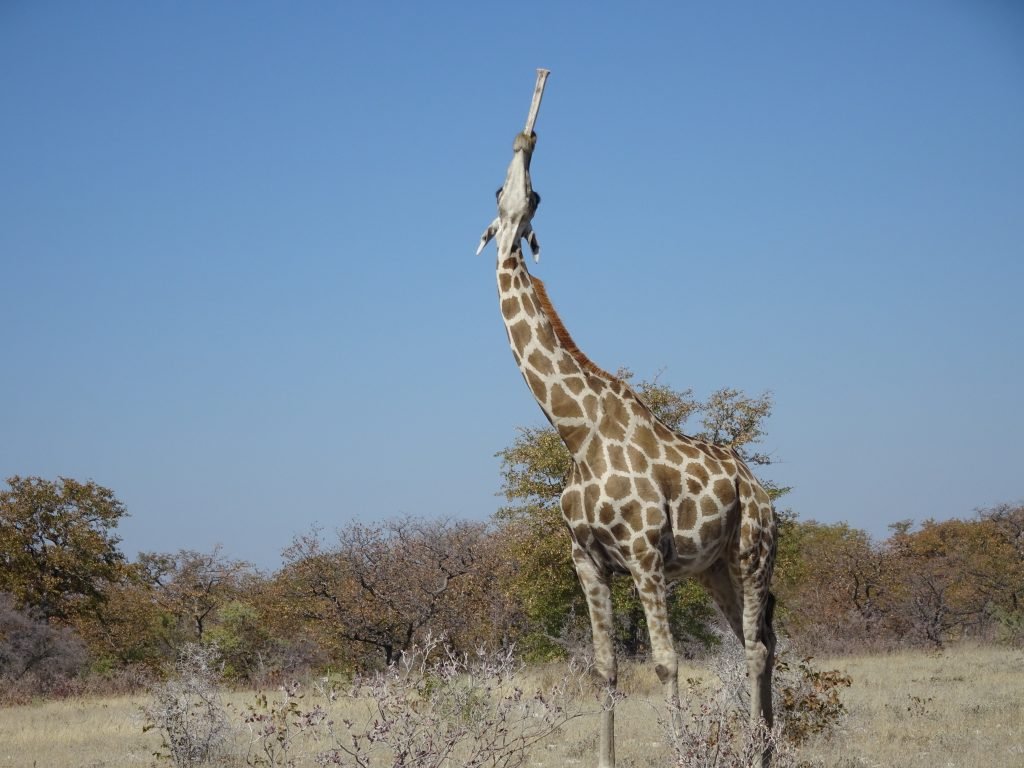 Giraffe eating a bone at Etosha