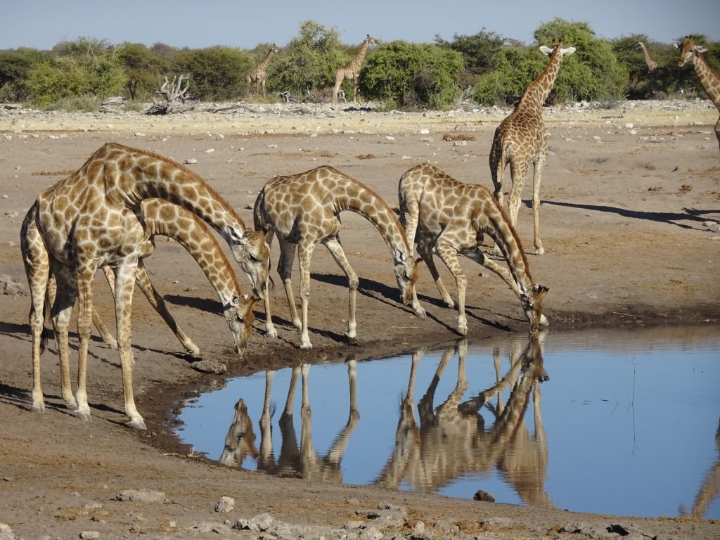 Giraffes drinking water in Eosha Park