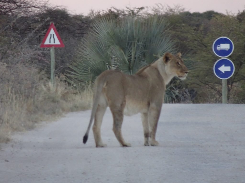 Lion at Onguma - 2 weeks in Namibia