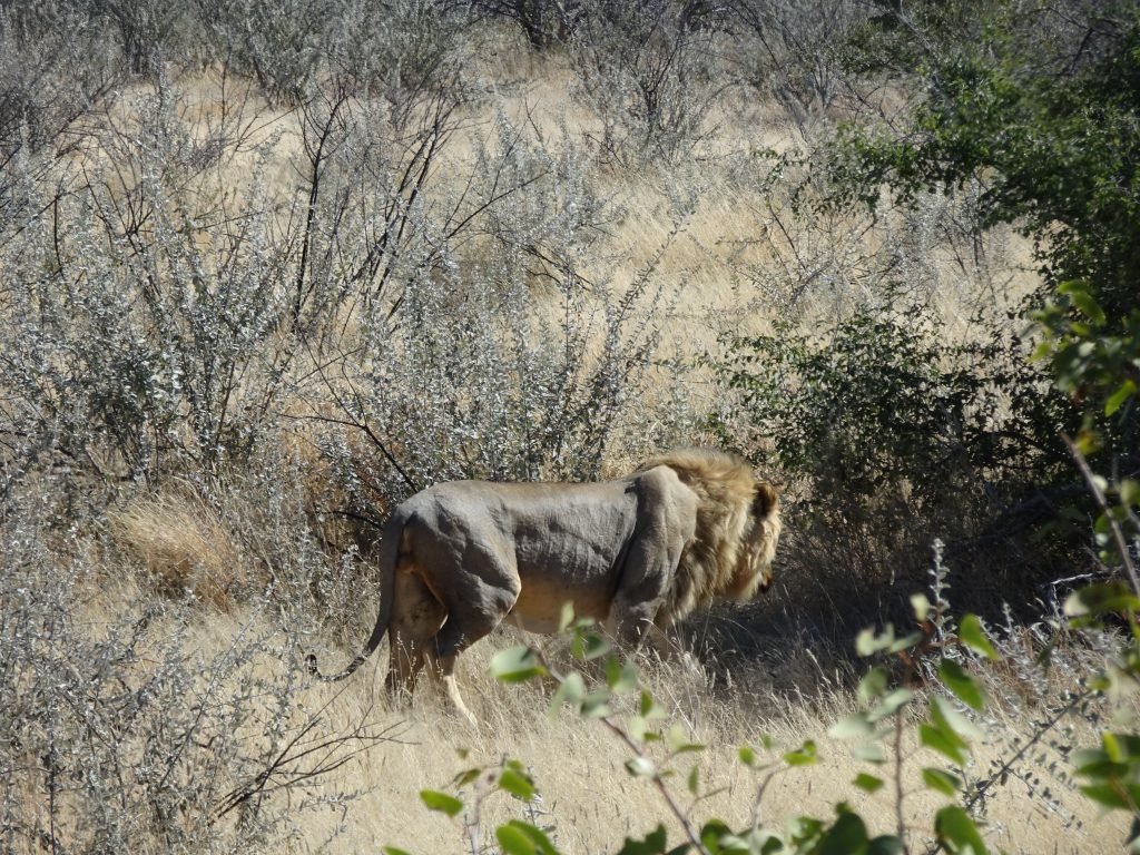 Lion in Etosha National Park