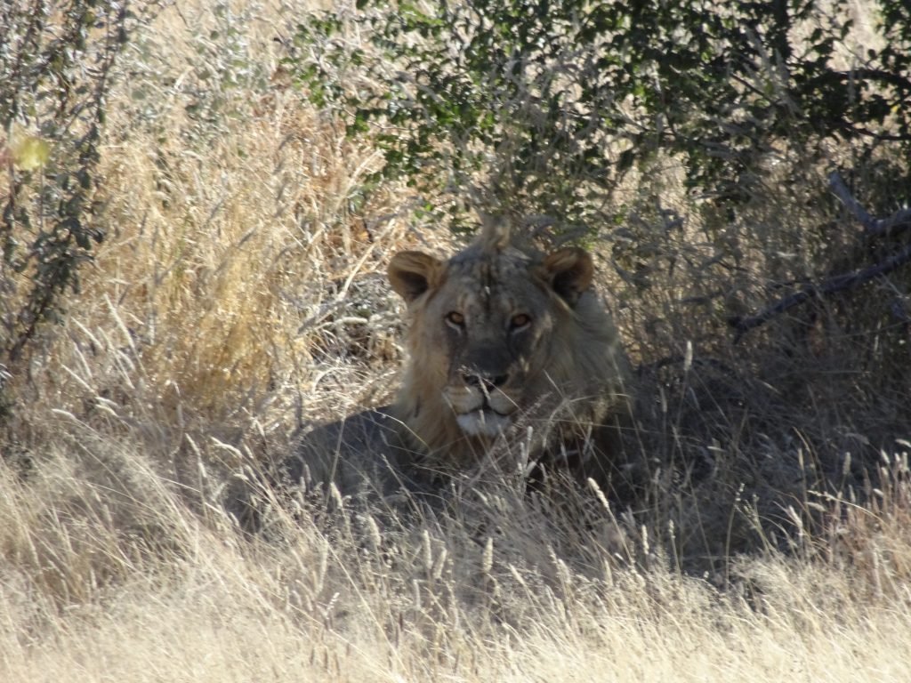 Lion in Namibia