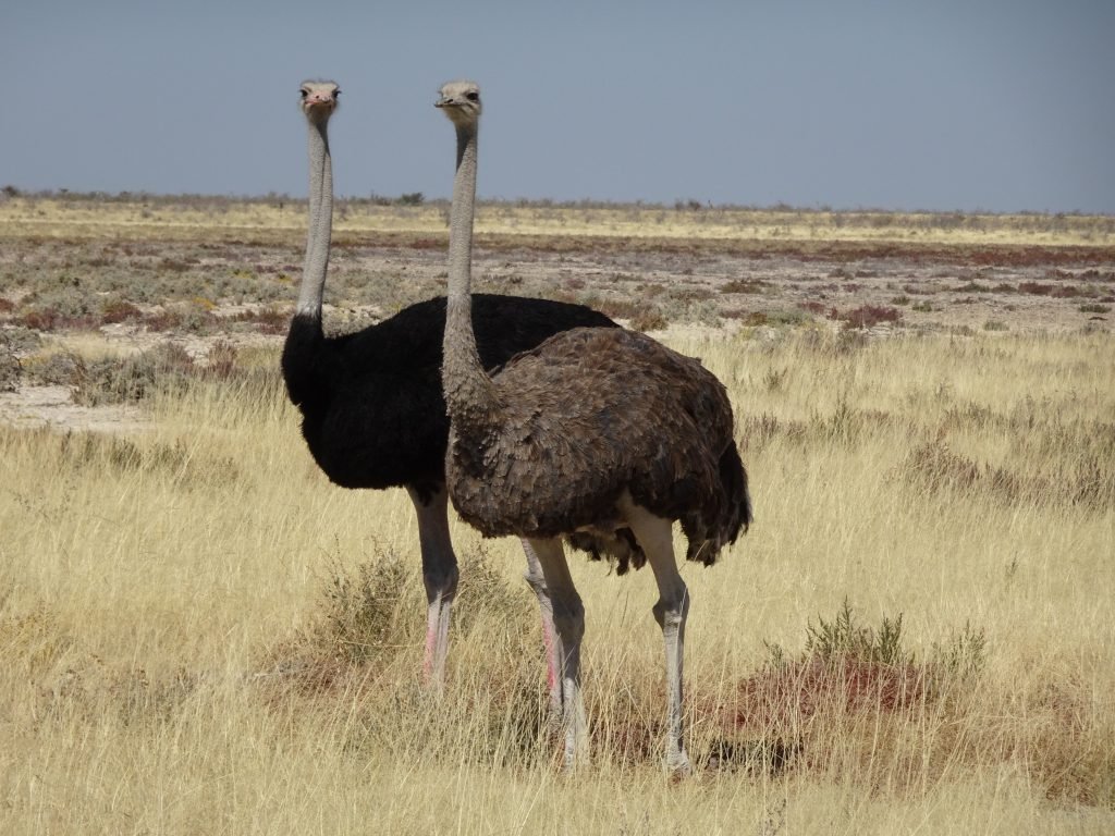 Male and Female Ostrich in Etosha
