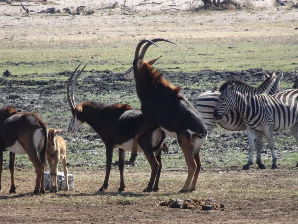 Mating of Sables in Mahango
