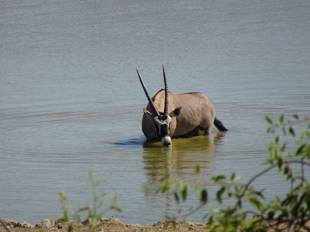Oryx drinking water at Okaukuejo