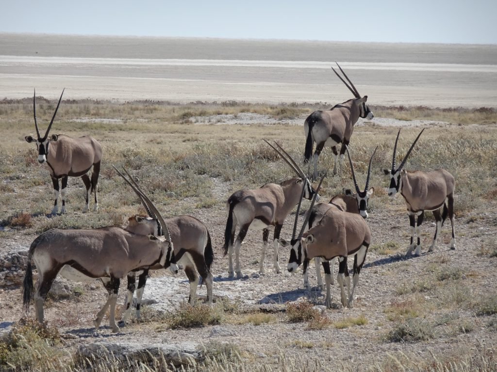 Oryx in Etosha in Namibia